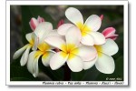 kauai tropical flower