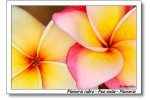 kauai scene