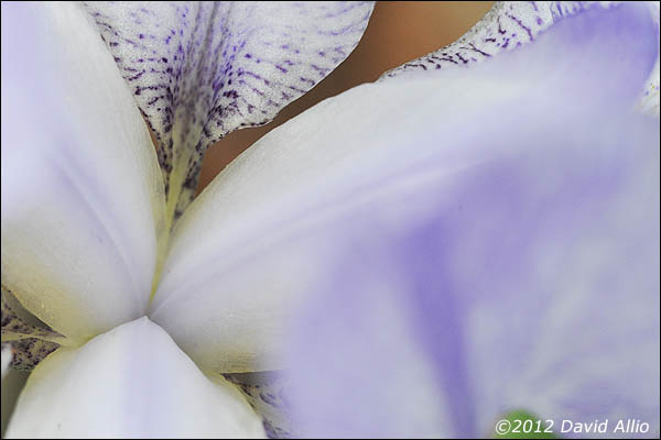Iris germanica | © 2012 David Allio