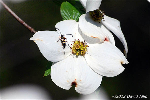 Cornus florida | © 2012 David Allio