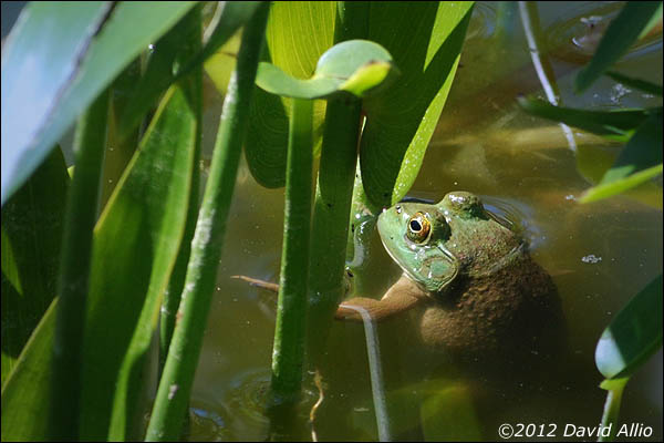 Green Frog | ©2012 David Allio