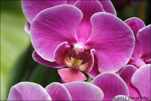 Orchids | ©2012 David Allio