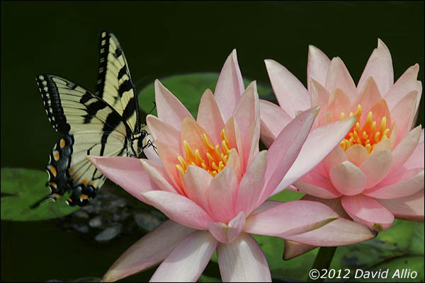 Butterfly on Water Lilies | ©2012 David Allio