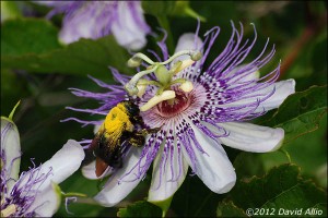 Common Eastern Bumble Bee Bombus impatiens Passiflora incarnata maypop, purple passionflower, true passionflower, wild apricot, and wild passion vine