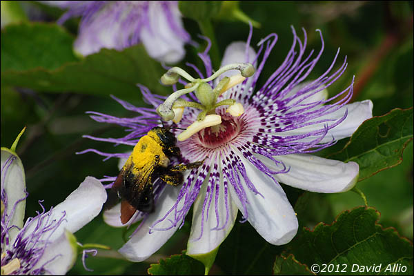 Passiflora incarnata