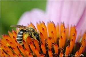 Eastern Purple Coneflower | ©2012 David Allio