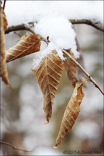 Leaves in Winter | ©2014 David Allio