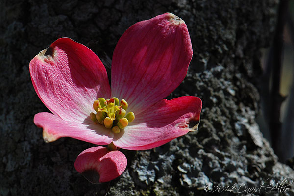 Six-bract Flowering Dogwood by David Allio