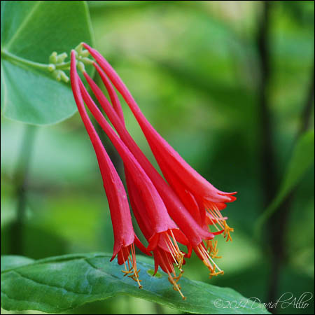 Scarlet Trumpet Honeysuckle Vine Lonicera sempervirens