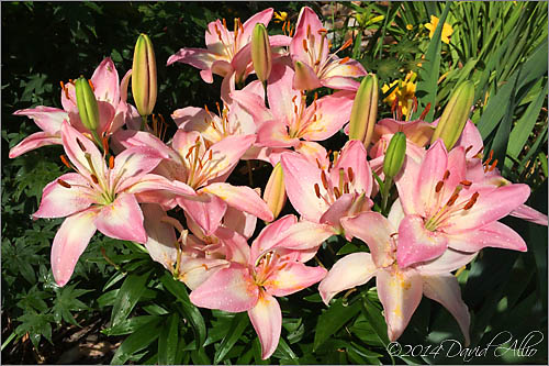 Pink Lilies