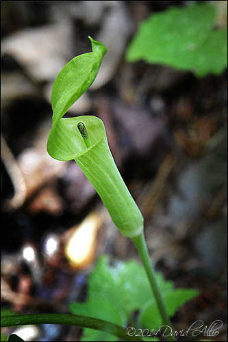 Arisaema triphyllum
