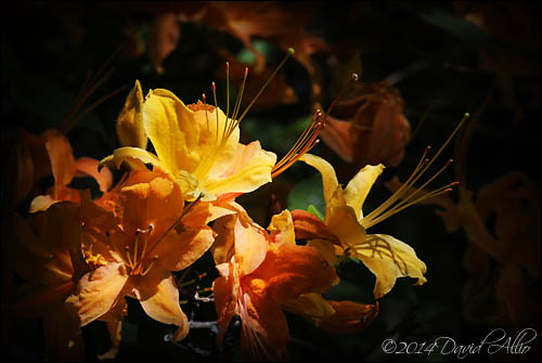 Rhododendron cumberlandense