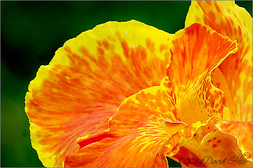 Cannaceae - Canna Burgundia