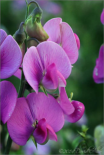 Lathyrus latifolius