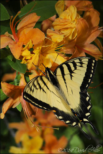 Pterourus glaucus and Rhododendron cumberlandense