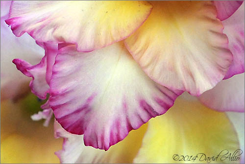 Iridaceae gladiolus 
