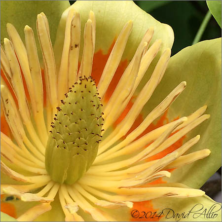 Tulip Poplar - Liriodendron tulipifera