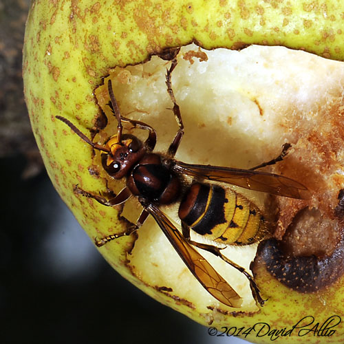 Vespula maculifrons