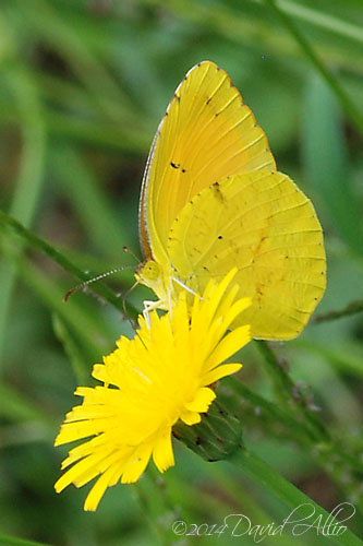 Abaeis nicippe Taraxacum officinale