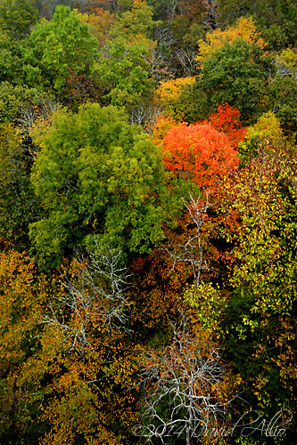 Autumn Color in Lee County Virginia