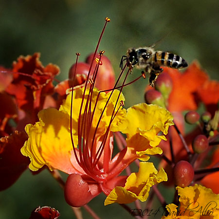 Caesalpinia pulcherrima Poinciana pulcherrima