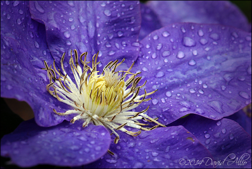 Clematis jackmanii