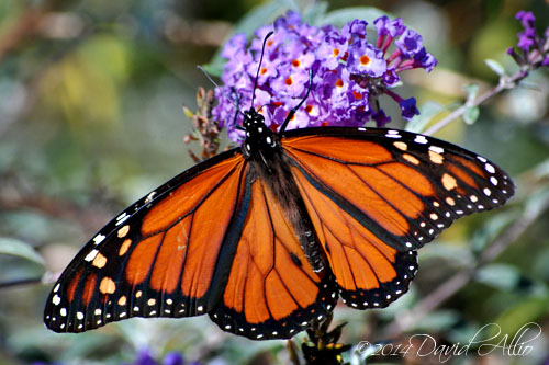 Buddleja davidii Danaus plexippus