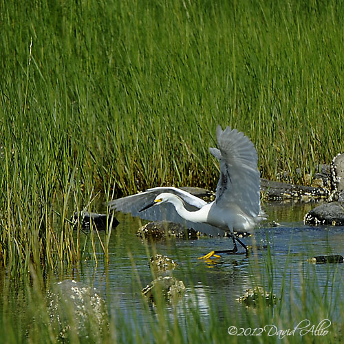 Snowy Egret - Egretta thula