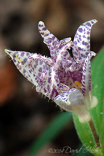 Tricyrtis hirta