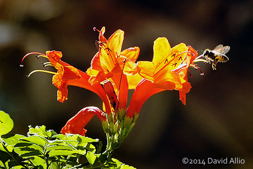 Cape Honeysuckle Tecoma capensis