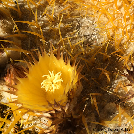 Echinocactus grusonii 