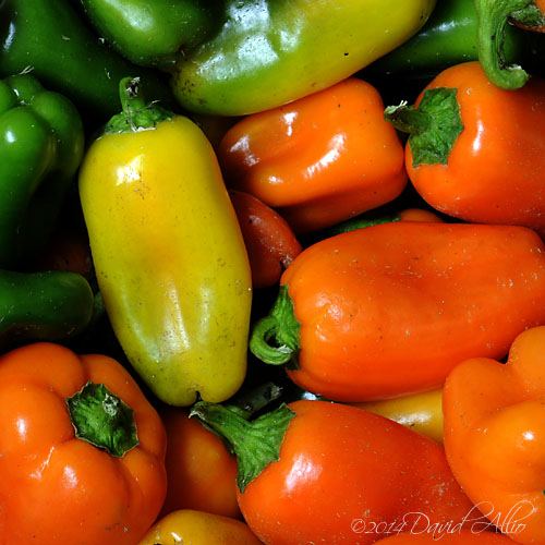 Capsicum annuum