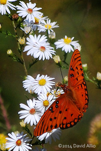 Gulf Fritillary butterfly Agraulis vanillae Calico Aster Symphyotrichum lateriflorum