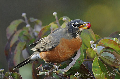 American Robin Turdus migratorius Cornus florida