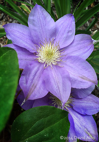 Ranunculaceae Leather Flower Clematis jackmanii