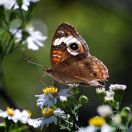 Common Buckeye butterfly Junonia coenia Calico Aster Symphyotrichum lateriflorum