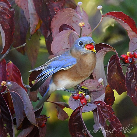 Eastern Bluebird Sialia sialis Cornus florida