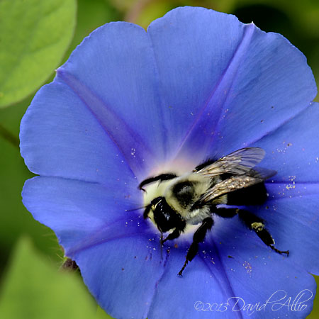 Heavenly Blue Morningglory Ipomoea purpurea Common Eastern Bumble Bee Bombus impatiens