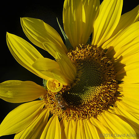 Asteraceae Helianthus annuus Common Sunflower Apidae Apis mellifera European Honey Bee