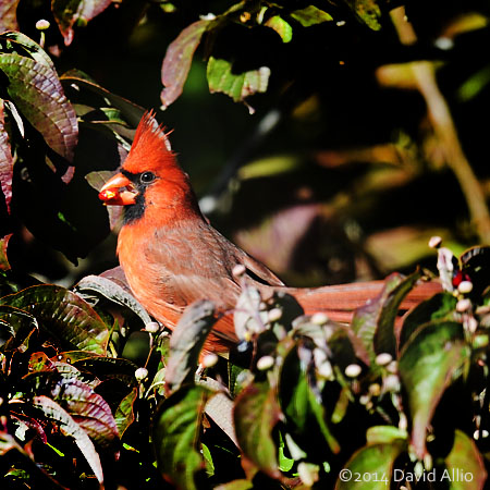 Northern Cardinal Cardinalis cardinalis