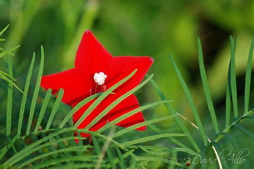 Ipomoea quamoclit Redstar Scarlet Morningglory Cypressvine morningglory