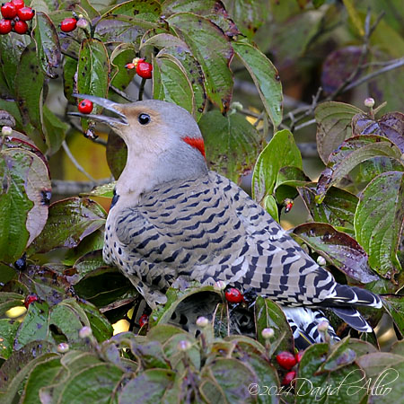 Yellow Shafted Northern Flicker Colaptes auratus