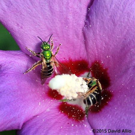 Halictidae Agapostemon splenden Metallic Green Bee Malvaceae Hibiscus syriacus Rose of Sharon Althea