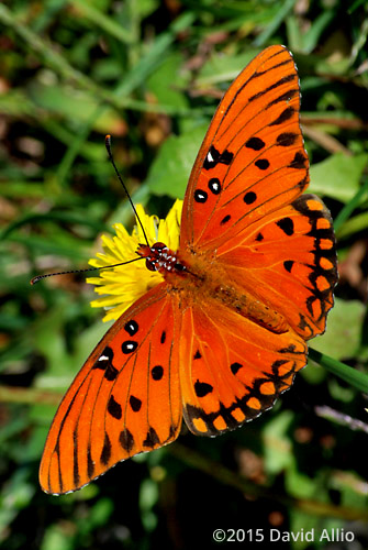 Nymphalidae Agraulis vanillae Gulf Fritillary Asteraceae Taraxacum officinale Dandelion