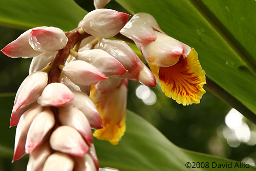 Zingiberaceae Alpinia zerumbet Shell Ginger