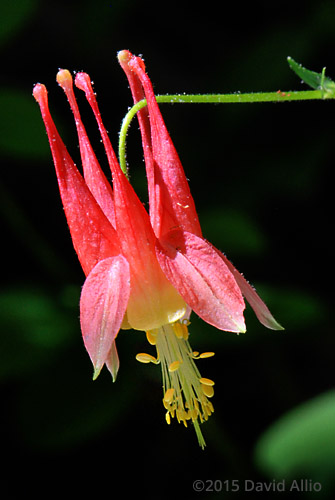 Ranunculaceae Aquilegia canadensis Red Columbine Wild Columbine