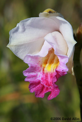 Orchidaceae Arundina graminifolia Bamboo Orchid