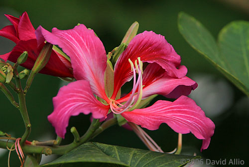 Fabaceae Bauhinia variegata Orchidtree