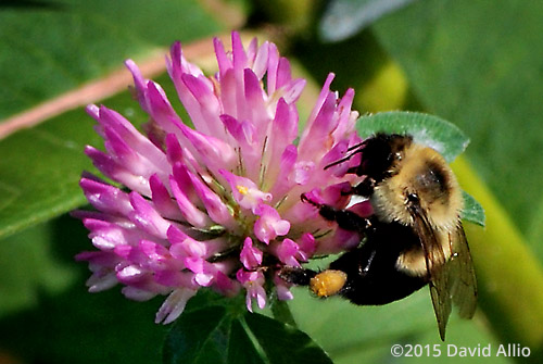 Common Eastern Bumble Bee Bombus impatiens Fabaceae Trifolium pratense Red Clover