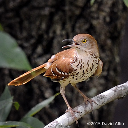 Mimidae Brown Thrasher Toxostoma rufum